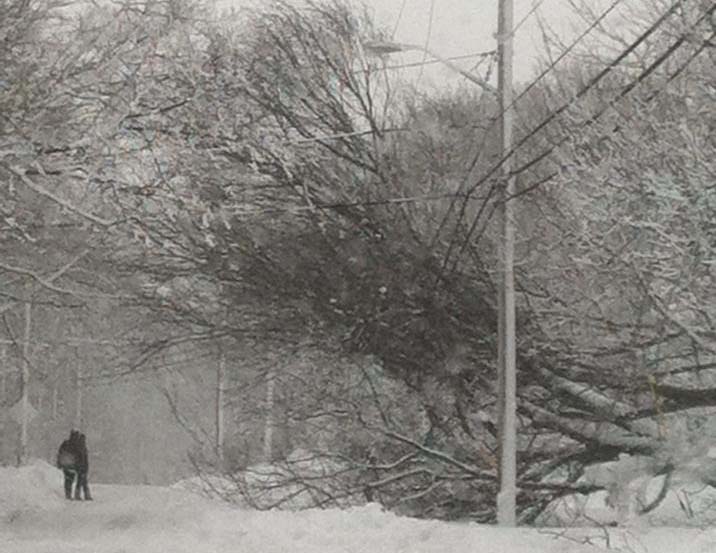 Trees were down everywhere after the winter storm Feb. 9, 2013