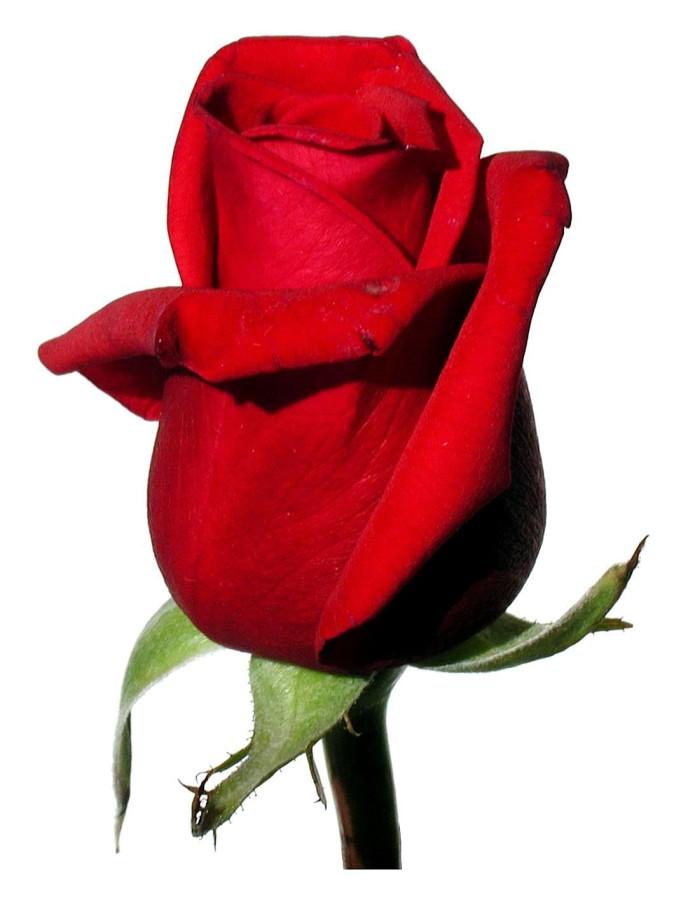 The Bachelor: Making your Monday nights as good as a Tuesday night