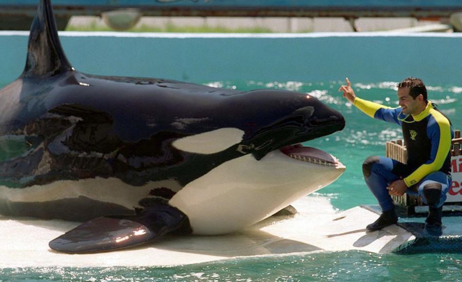 Savagery in SeaWorld: Why you should care and how you can help