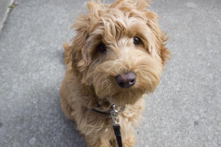 SHS' new unofficial mascot Peggotty Photo Courtesy of George Malouf