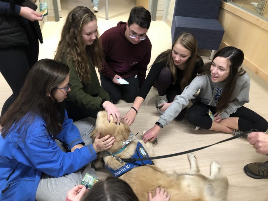 SHS students enjoy time with comfort dogs during Stress Less Week. 