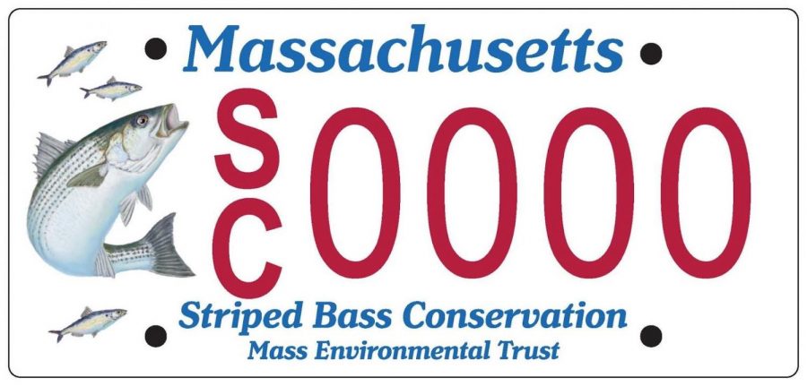 New Striped Bass License Plate Will be Available in MA