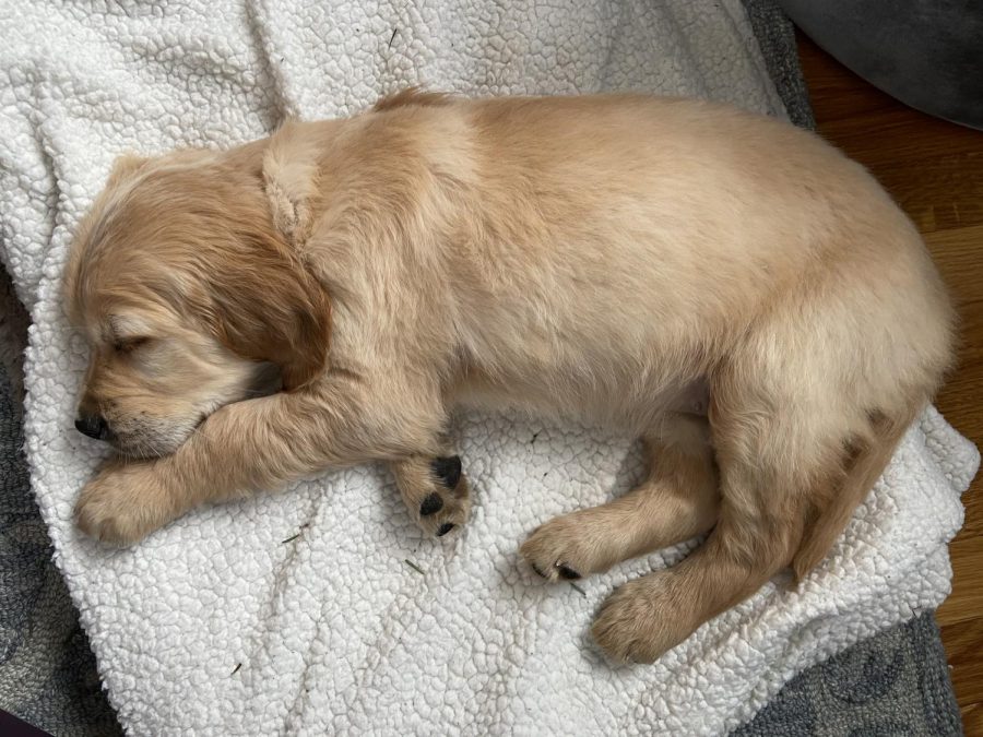 Puppy Popularity During Quarantine