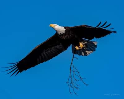 Matty Ward Takes Ornithology Studies to New Heights