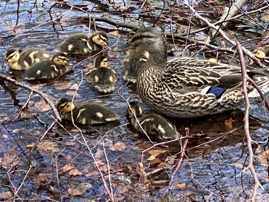 Every spring, ducks occupy the SHS courtyard