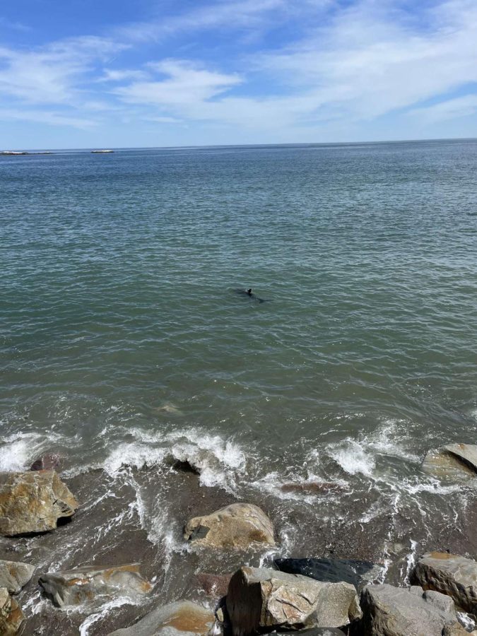 A bottlenose dolphin was recently spotted off the coast of Minot Beach