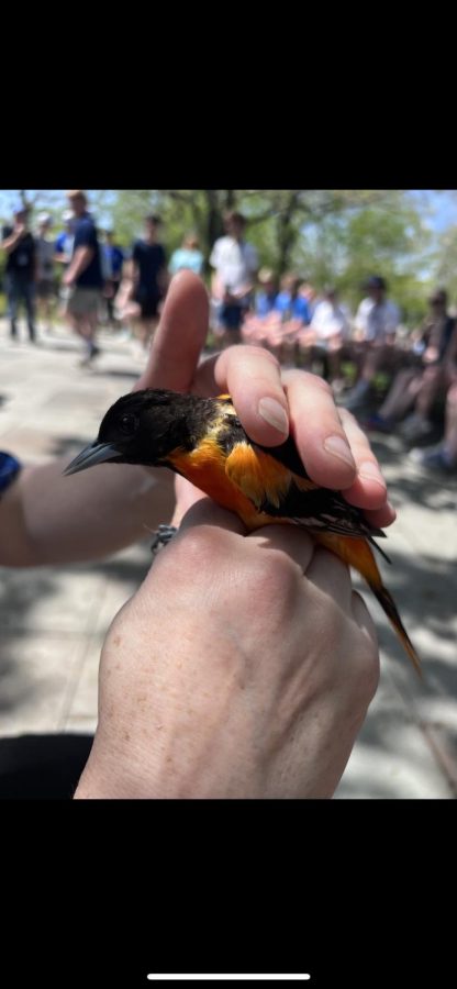 Students+were+given+a+close-up+view+of+a+Baltimore+Oriole+from+the+banding+lab.+