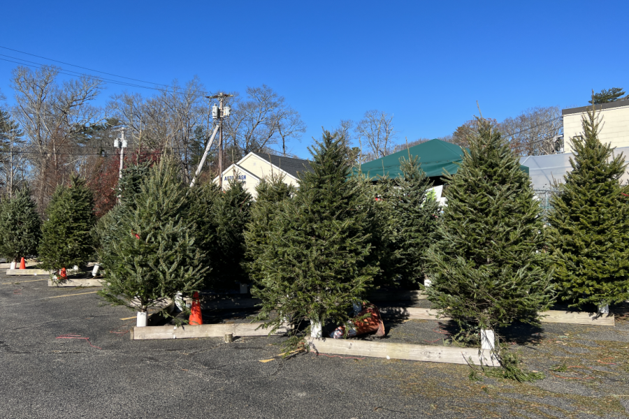 Real v. Fake Christmas Trees--The Debate Continues