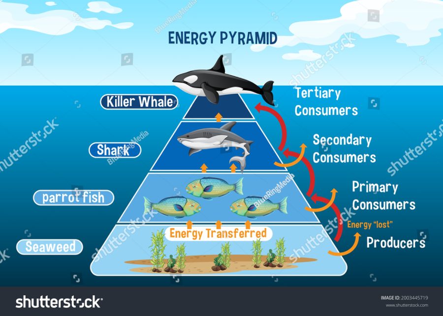 Marine Ecosystems Play a Critical Role in MA