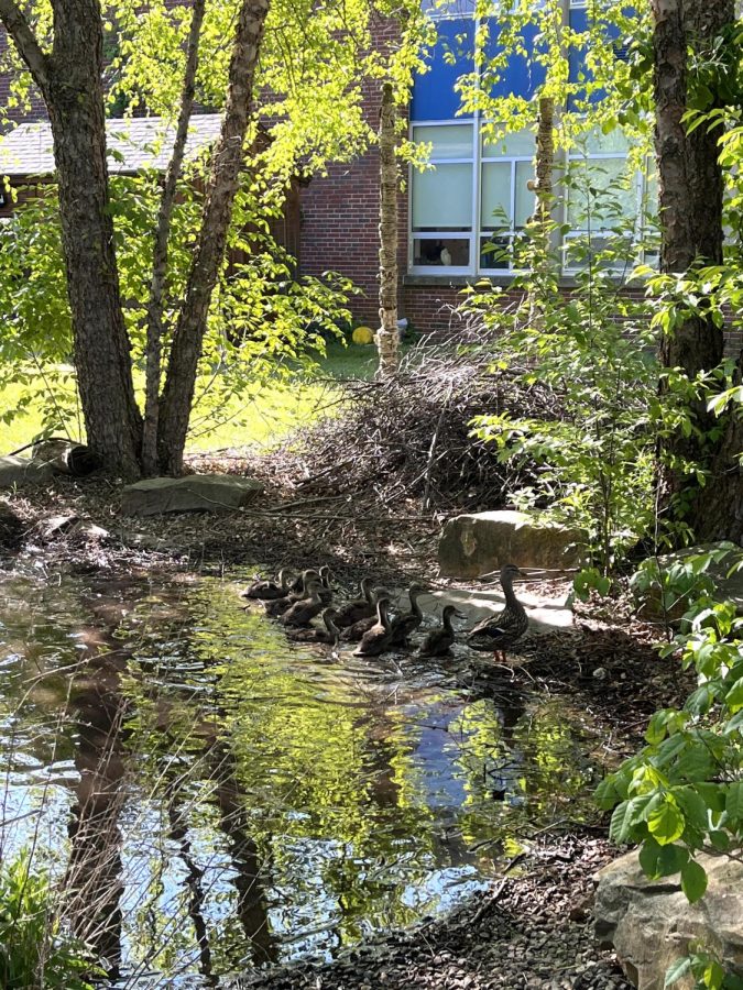 SHS students make way for ducklings during the spring season